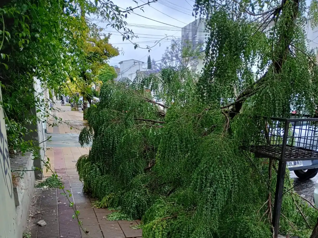 Árbol caído en 25 de Mayo al 300