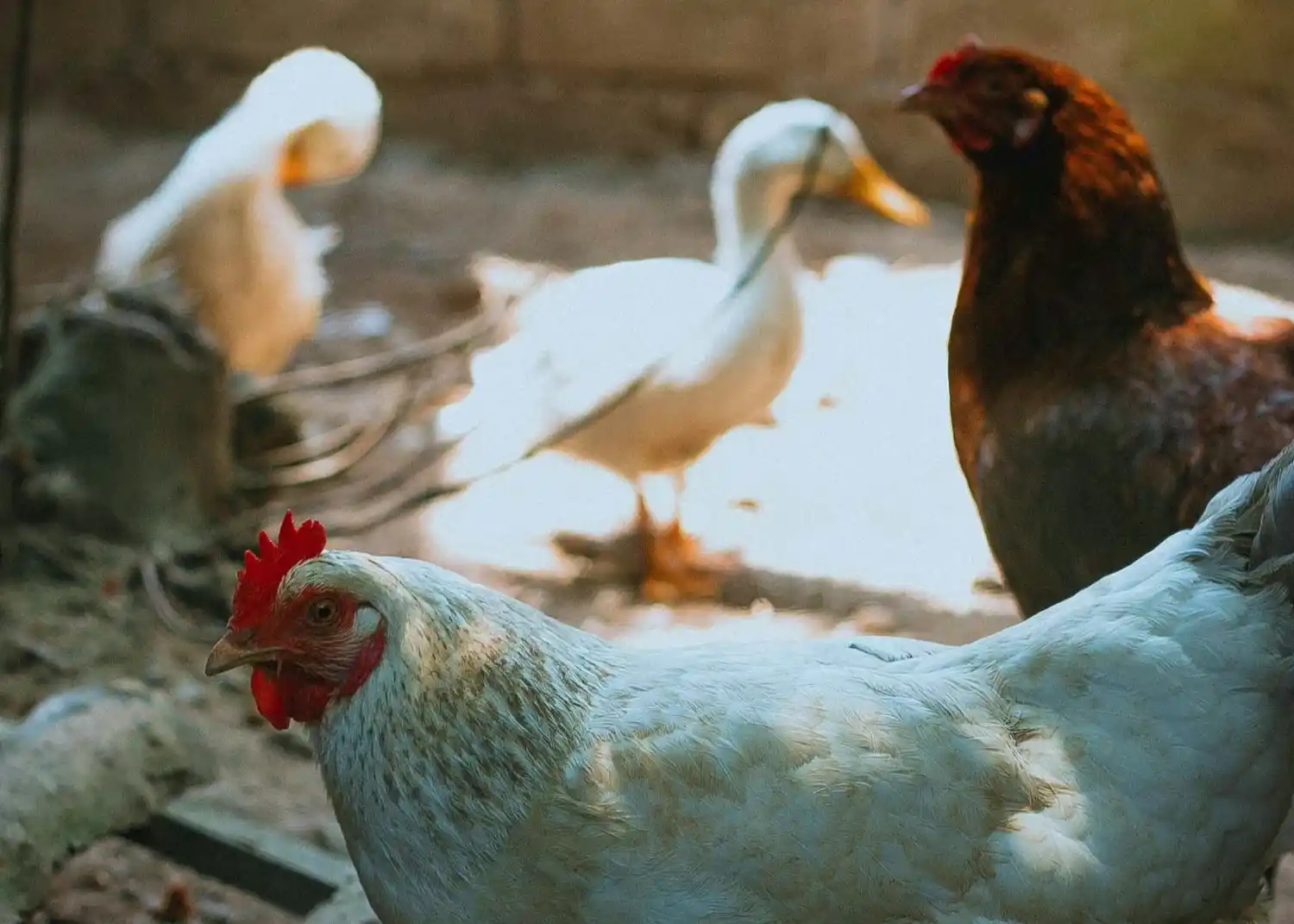 Se delimitó un área de prevención alrededor del foco e inició las acciones previstas en su plan de contingencia.