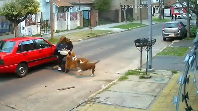 Video: perros atacaron a una mujer y el dueño dijo “no me dedico a los perros”