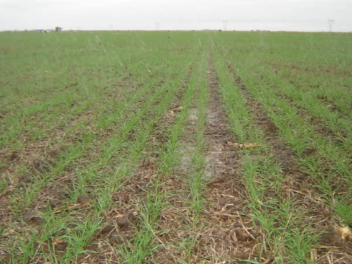 Trigo en cuarentena: la siembra podría reducirse hasta la mitad          