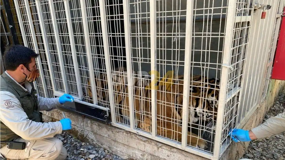 Chile, el primer país de Latinoamérica que vacuna a animales contra el Covid
