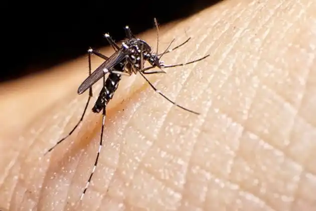 Medidas contra el dengue