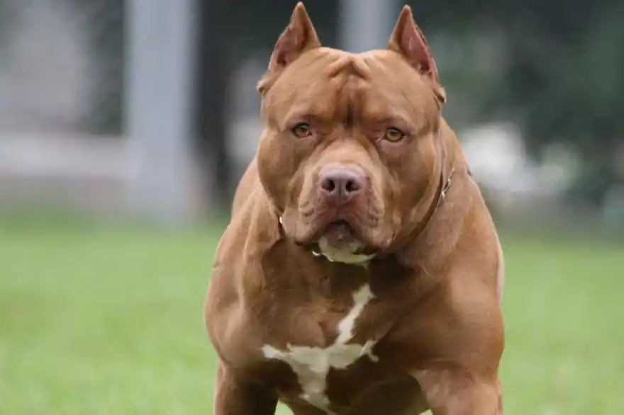 Otra vez un pitbull: Nena de 2 años ferozmente atacada por un perro en Berisso