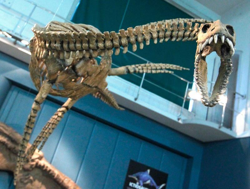 Hallaron restos fósiles de dinosaurio en Santa Cruz