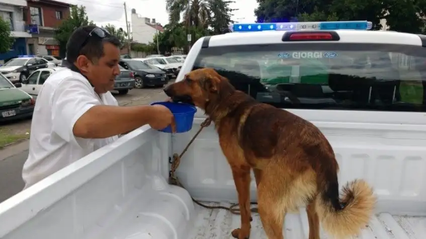 Detenidos por hacer correr a un perro atado a una camioneta