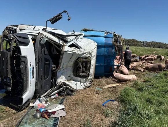 Volcó un camión con cerdos y los vecinos saquearon la carga