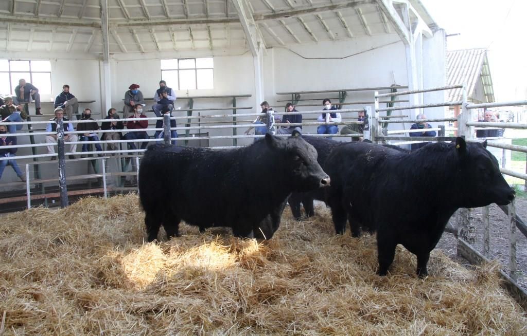 La Escondida realiza su 13° remate en la pista de la Rural y virtual