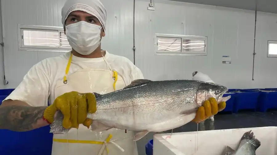 La acuicultura es uno de los sectores productivos con mayor potencial en los últimos tres años