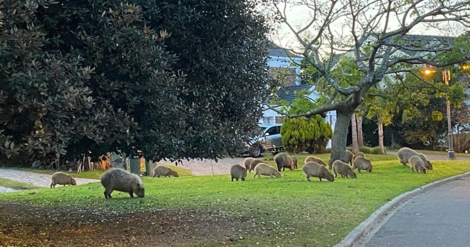 Alerta superpoblación de carpinchos en Nordelta: el Gobierno quiere trasladarlos a un "santuario"