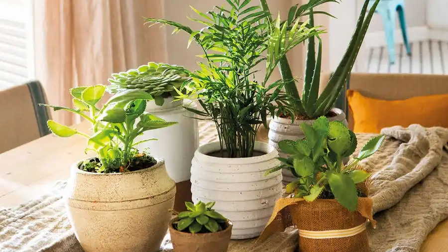 plantas de interior