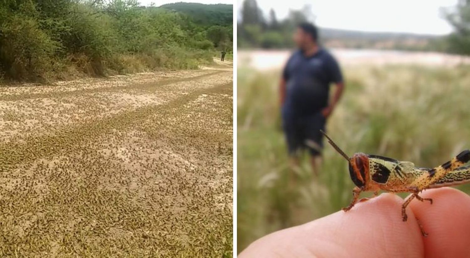 Alerta por plaga de langostas cerca de Nono y Mina Clavero