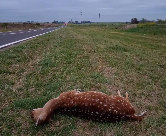 Raúl Boc-Ho sobre el proyecto de ley para declarar plagas al jabalí, chancho asilvestrado y ciervo axis