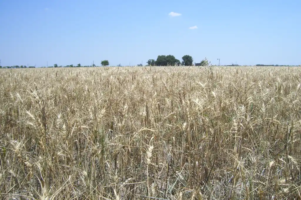 Las lluvias dieron alivio al campo, pero la situación sigue siendo grave