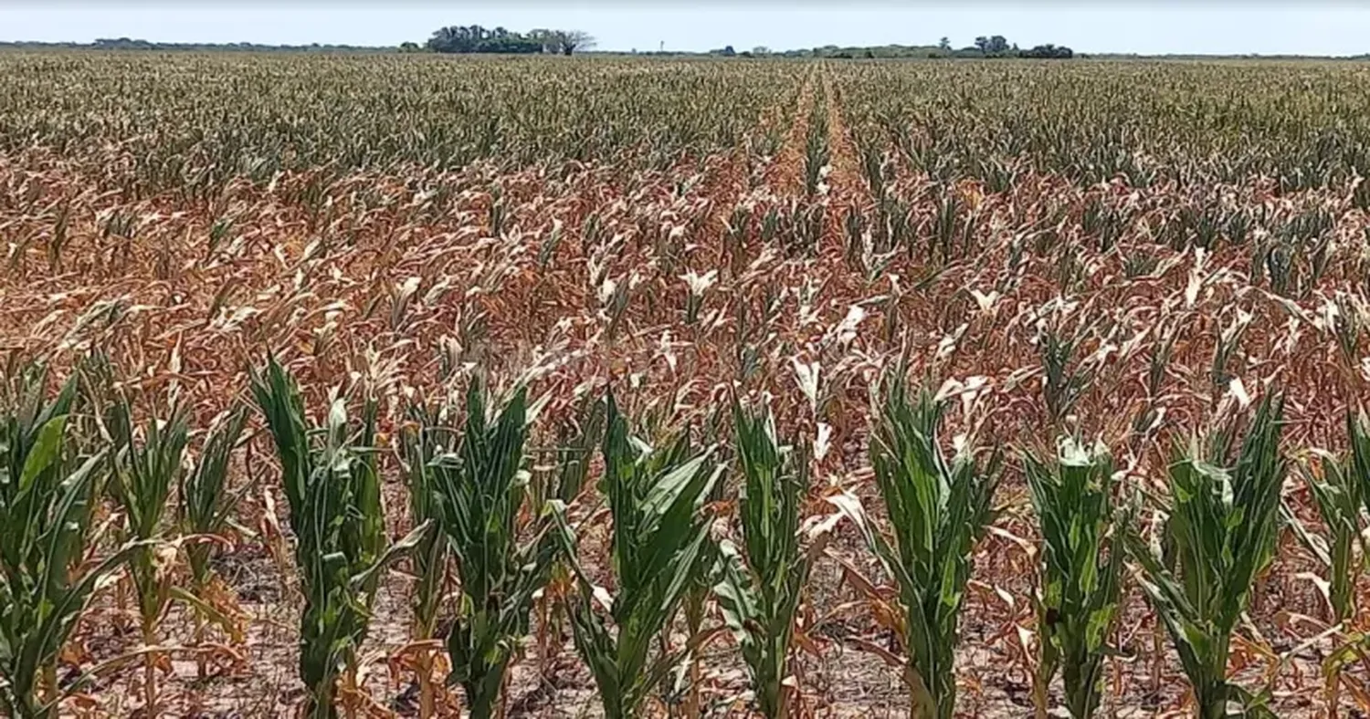 Clima y maíz, el principal foco de los productores