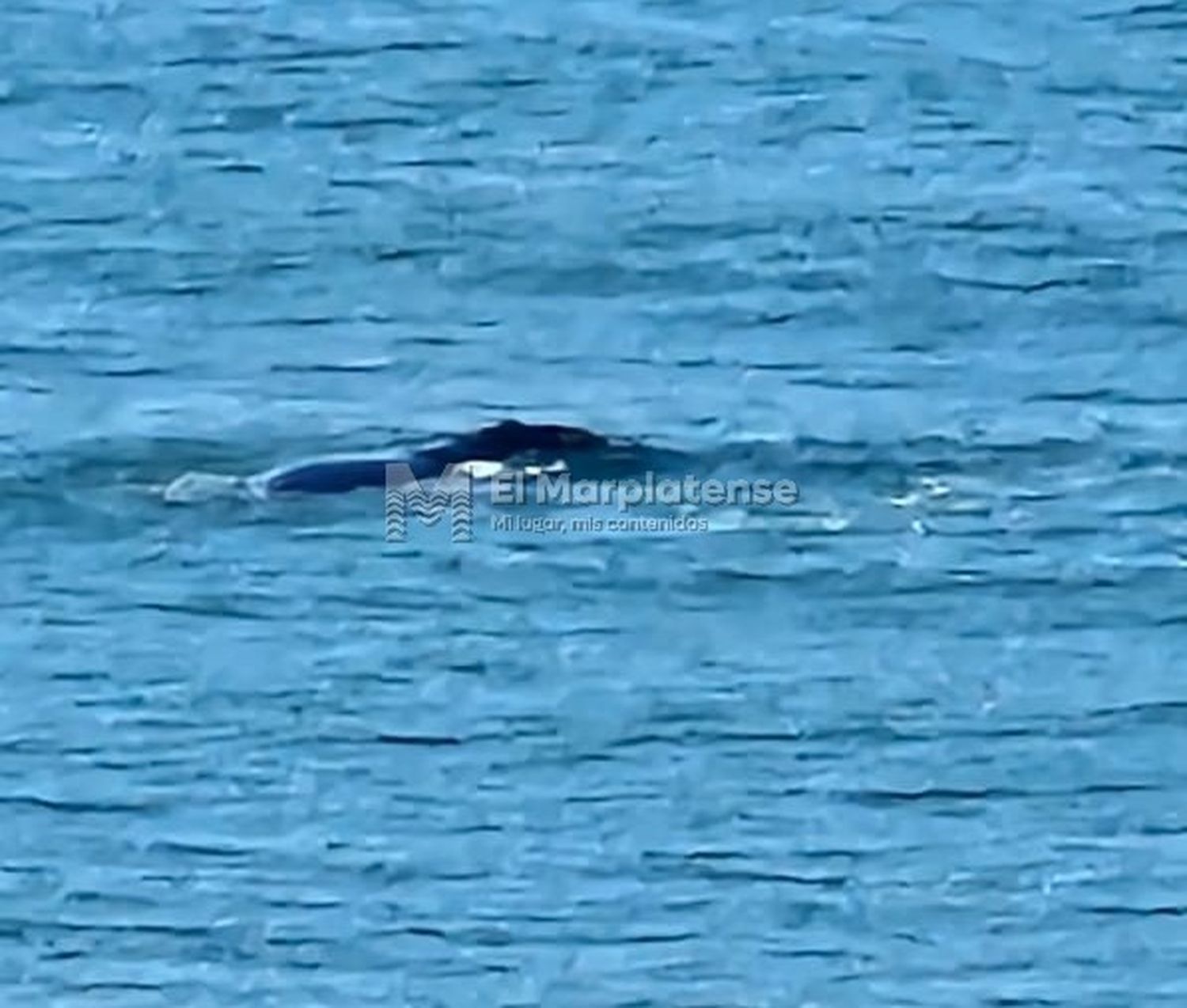 Las ballenas cautivan a los marplatenses en la costa de Varese