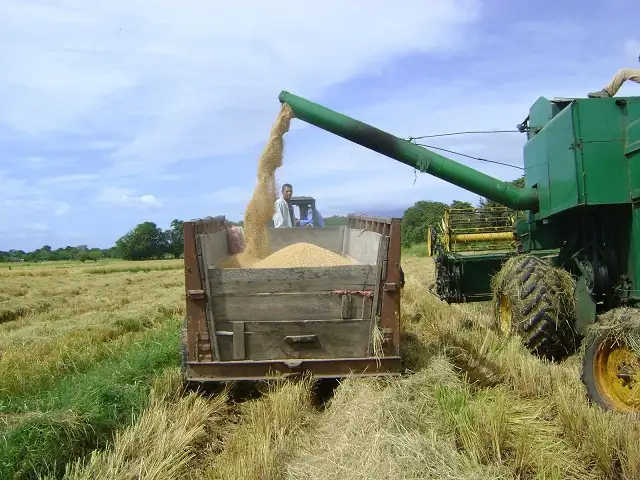 Baja la producción de arroz