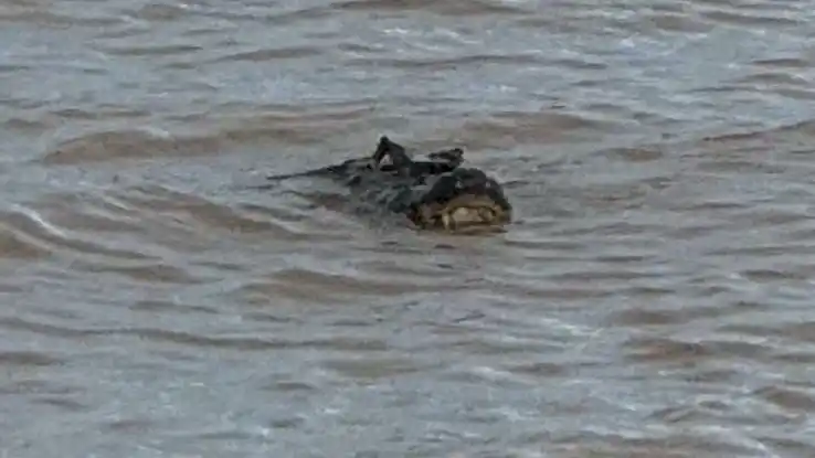Tensión en La Florida por la aparición de un yacaré en el río