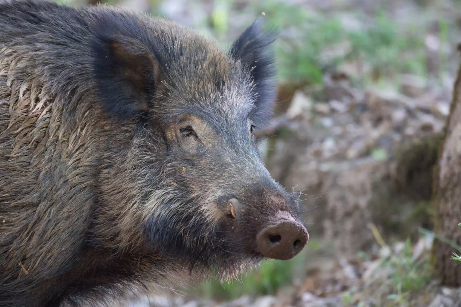 Habilitaron la caza de especies exóticas en la provincia