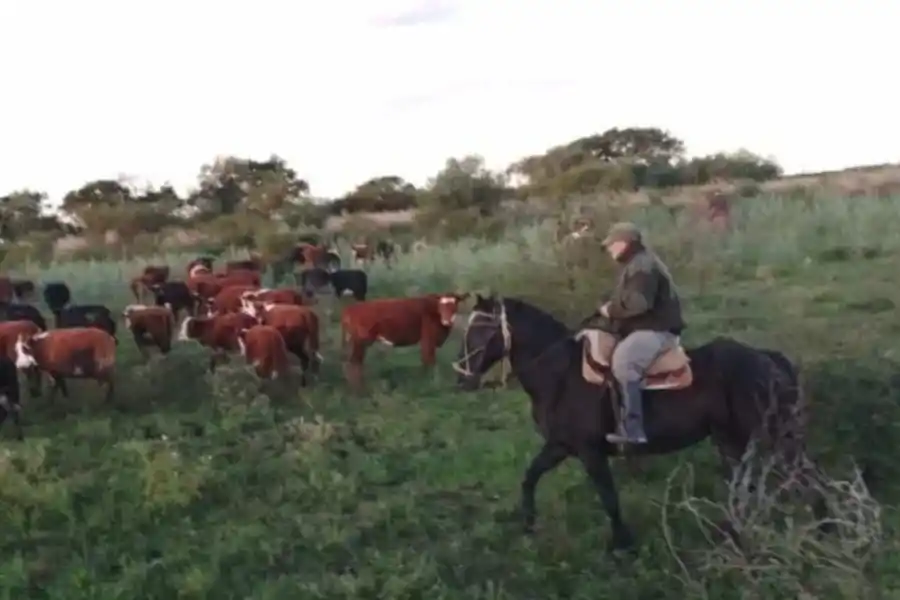 Millonario robo de vacas en el norte provincial: más de 40 cabezas que rondan los 16 millones de pesos