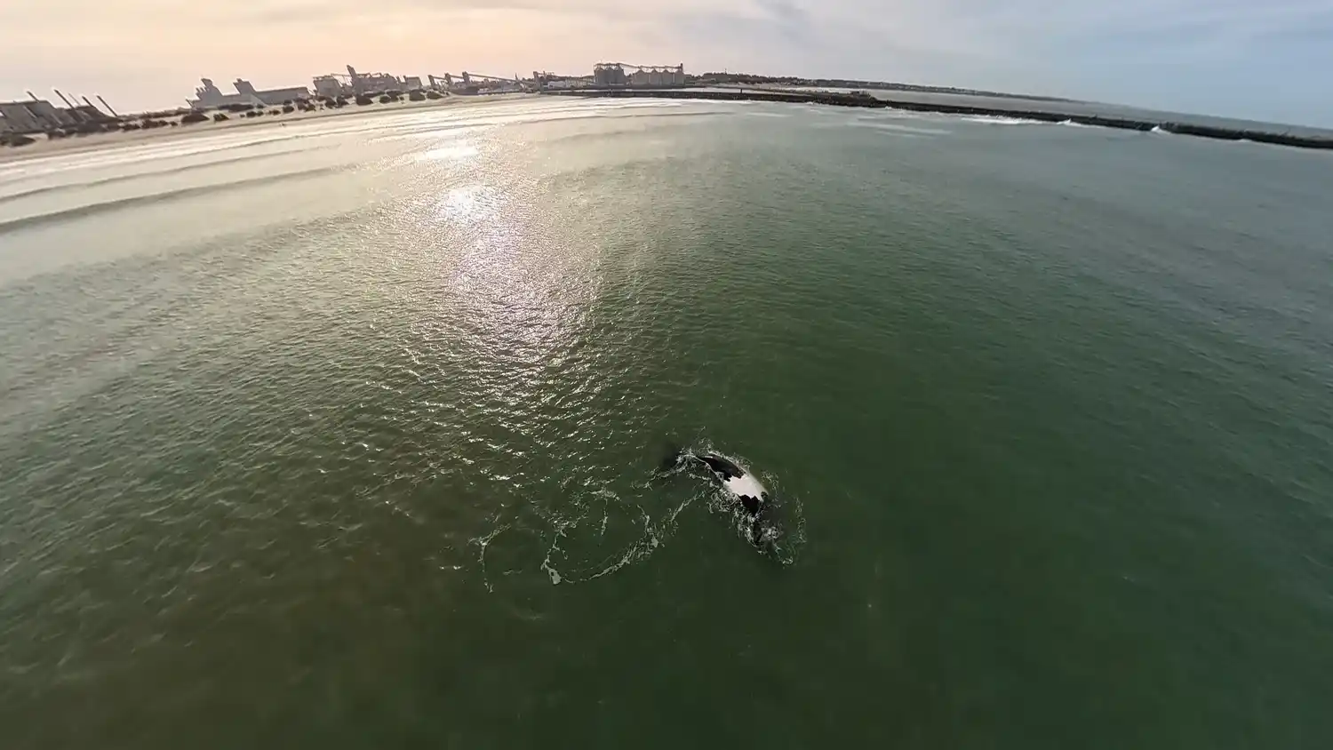 Las ballenas ya están frente a Necochea y Ecos Diarios registró las primeras imágenes