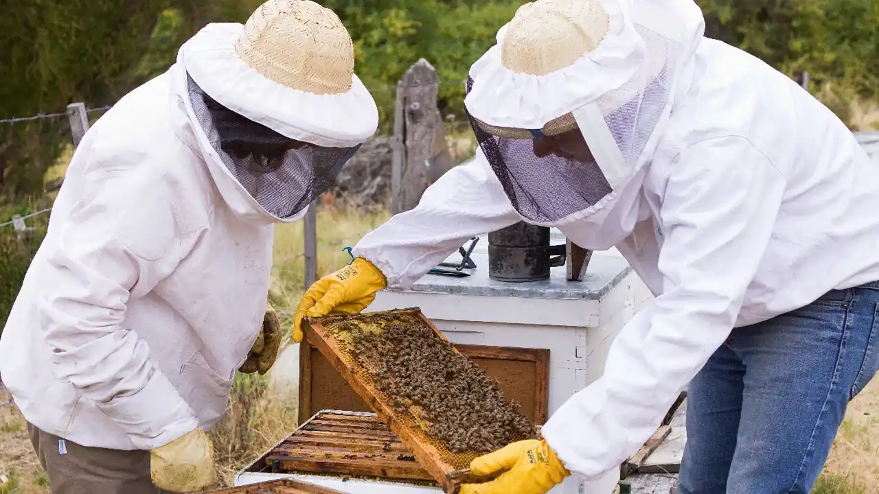 Se celebra el Día Mundial de las Abejas para contribuir con el desarrollo sostenible