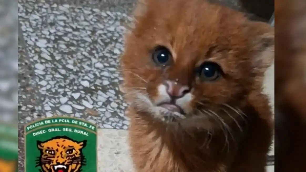 El felino será trasladado a la Granja La Esmeralda para su atención y posterior regreso a su habitat natural.