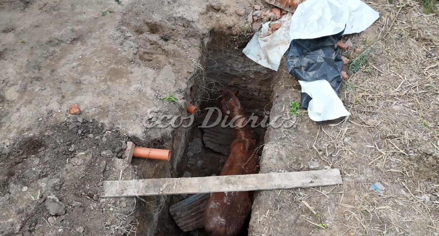 yegua preñada rescate