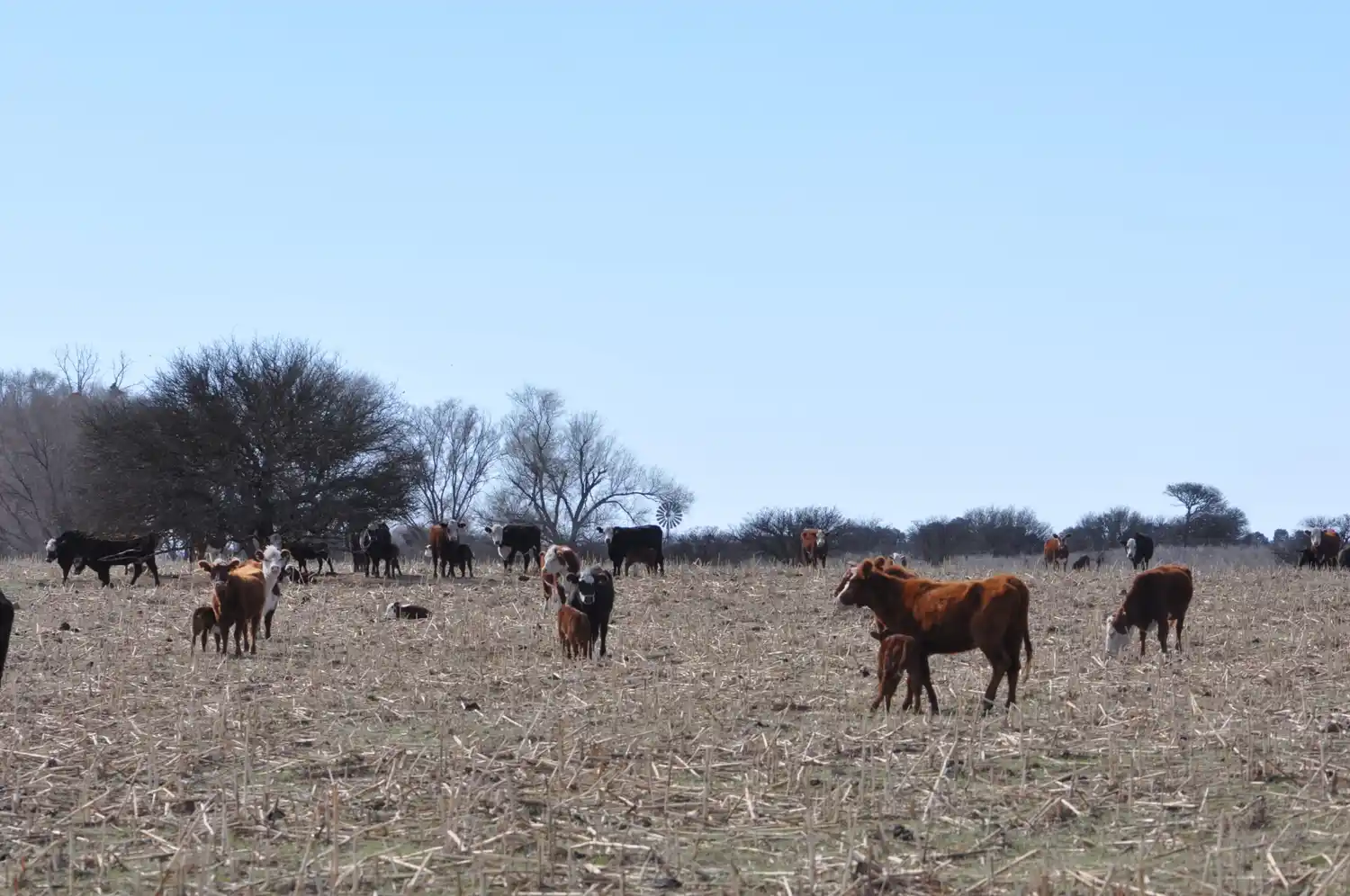 CHASCOMUS ENTRE LOS CASOS “EXTREMOS”: Las sequías siguen complicando a casi toda la Provincia de Buenos Aires