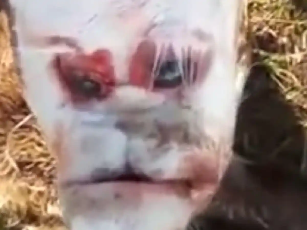 Video: nació un ternero con rostro humano: ¿a qué se debe?