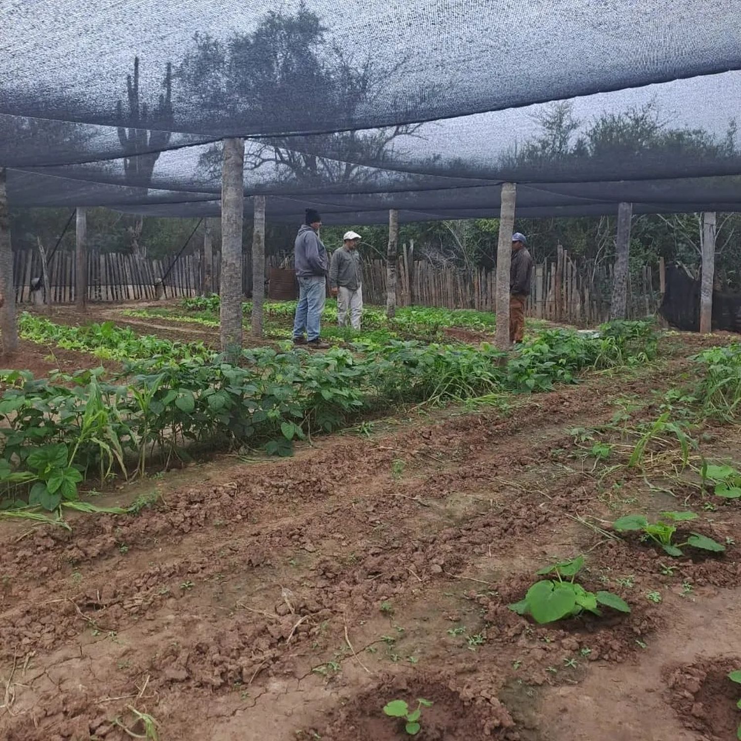 Construcción de módulos hortícolas en el oeste provincial