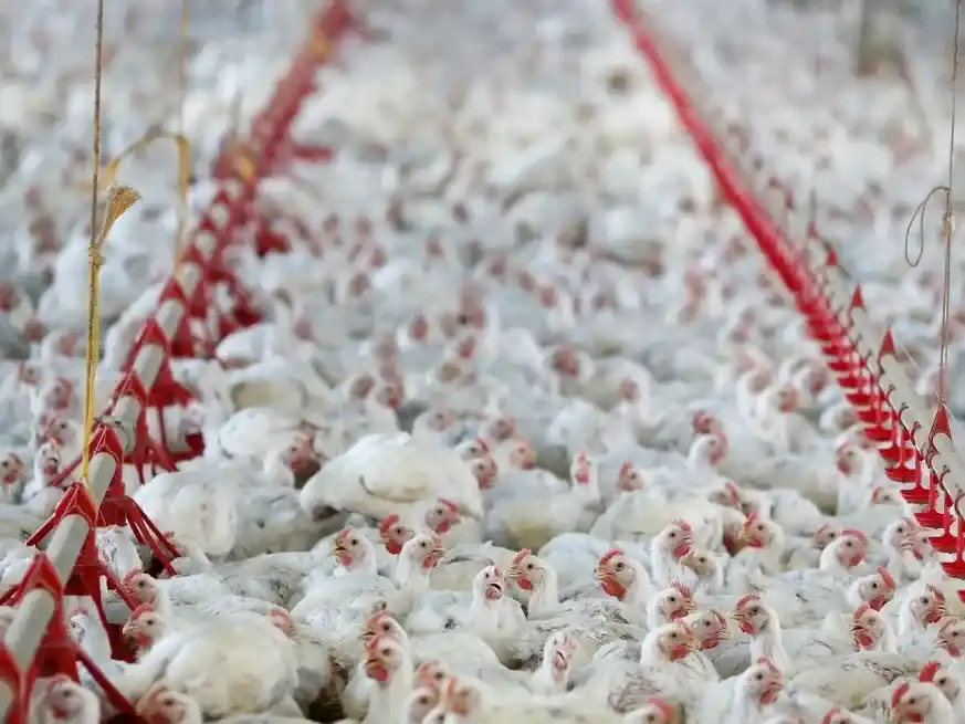 Una granja de pollos en Brasil, principal país exportador mundial en el sector avícola. Foto: Archivo / Reuters / Rodolfo Buhrer.