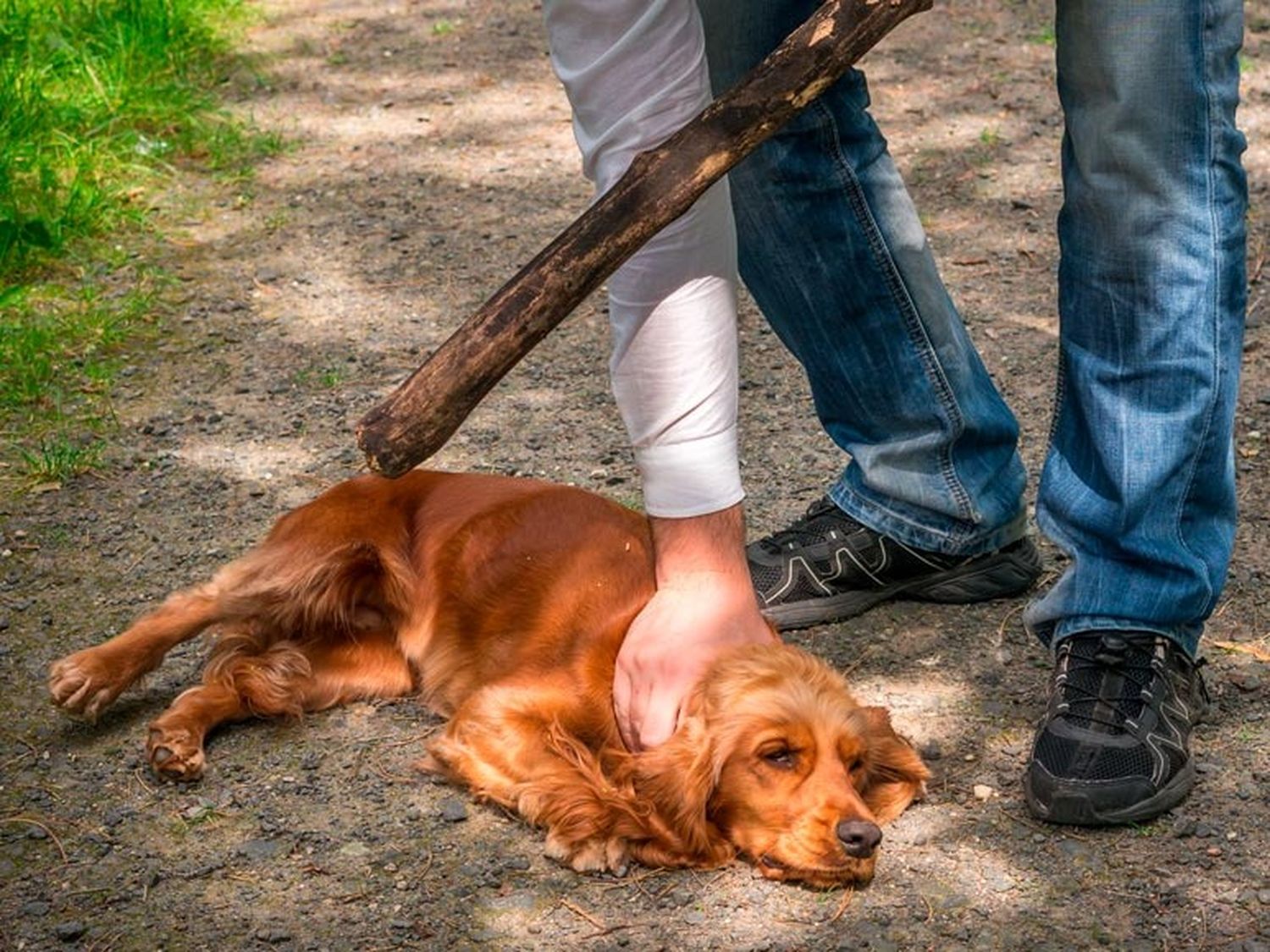 Se pretende que las penas sean más severas para quienes maltratan animales.