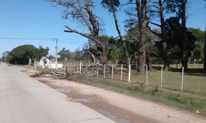 Arbol caído en la entrada de la Rural