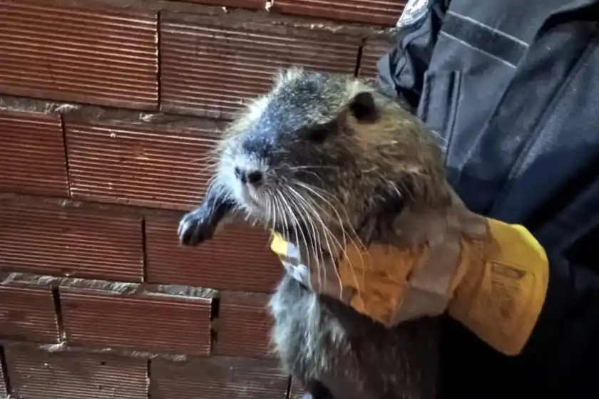 Nutria rescatada.