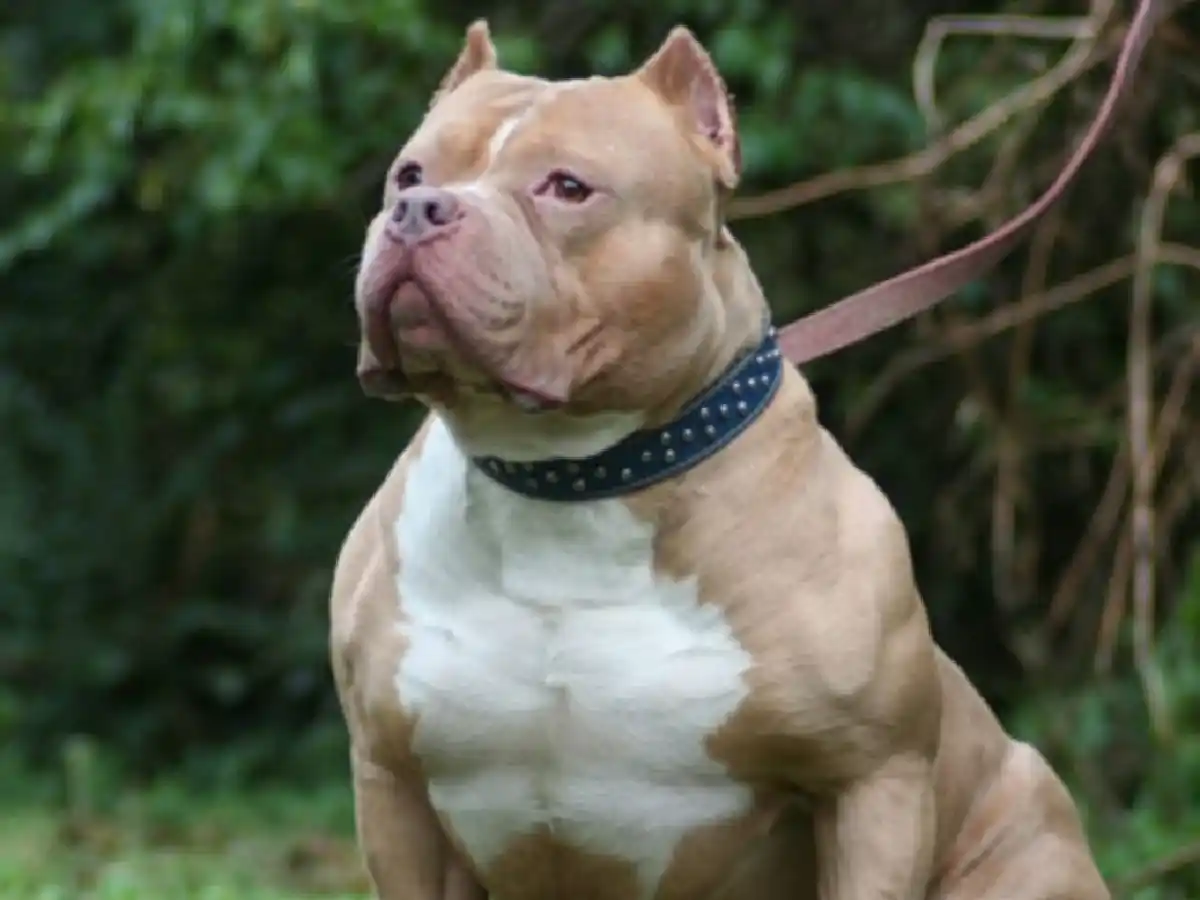 Córdoba: una mujer fue atacada por su propio pitbull y se salvó de milagro