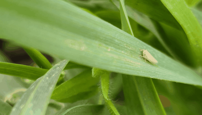 ruben walter campo agro rafaela - 4