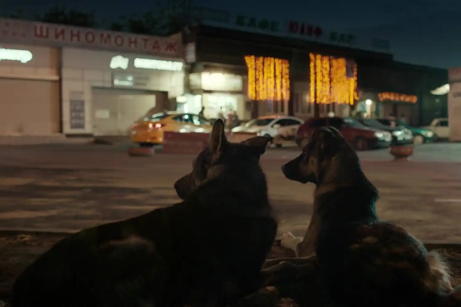 Paraná: inicia un nuevo ciclo del Cineclub del IAAER con películas sobre lazos entre humanos y perros