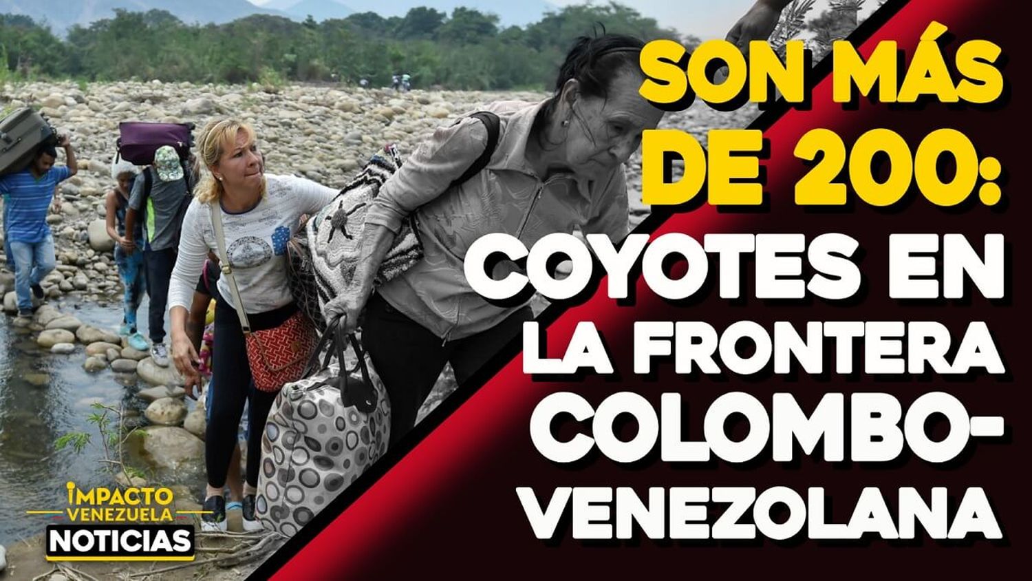SON MÁS DE 200: Coyotes en la frontera colombo- venezolana – VIDEO IMPACTO VENEZUELA