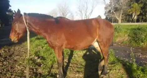 Río Tala: Buscan la yegua que le robaron a un niño