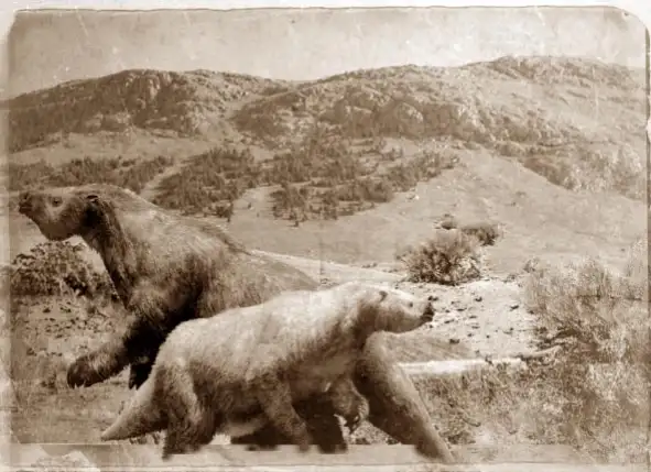 Megaterios. Estos gigantescos mamíferos llegaron a convivir con los primeros humanos en arribar a nuestra región.