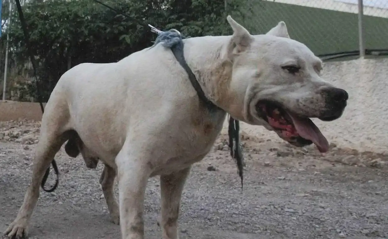 El perro que atacó al niño sería un dogo.