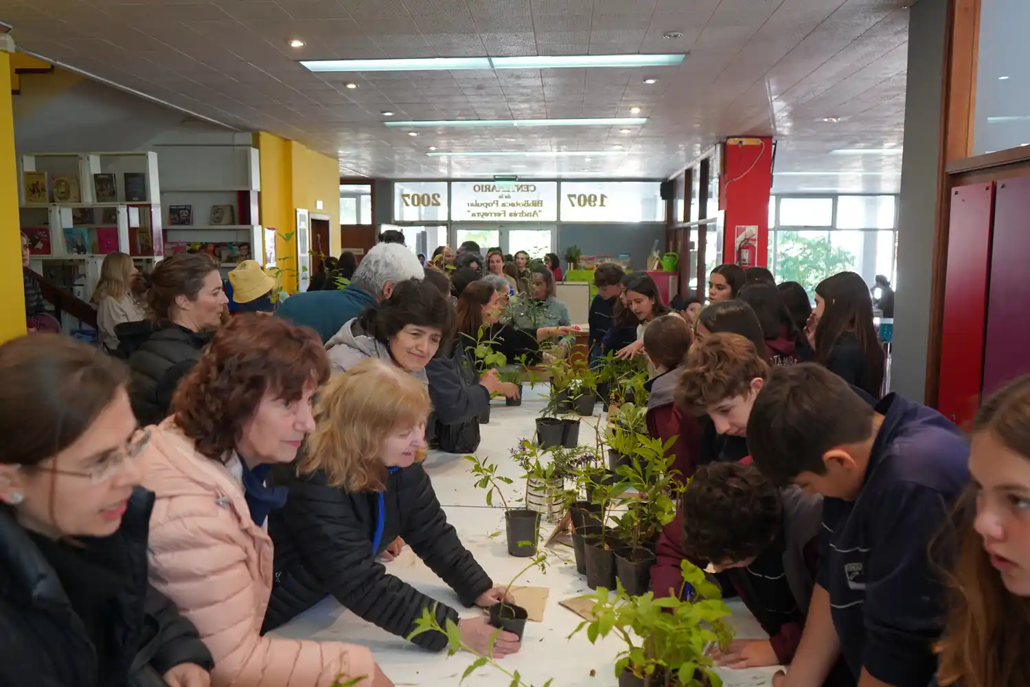 Suelta de plantines