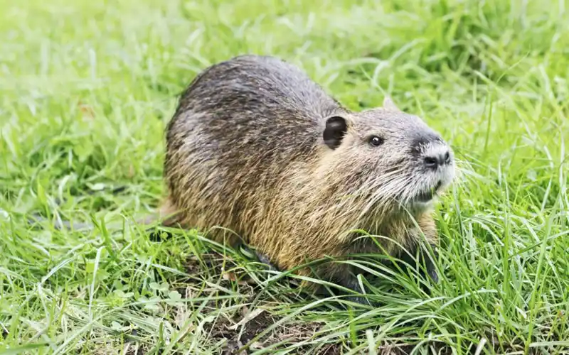 El gobierno provincial dio luz verde para la caza de la Nutria