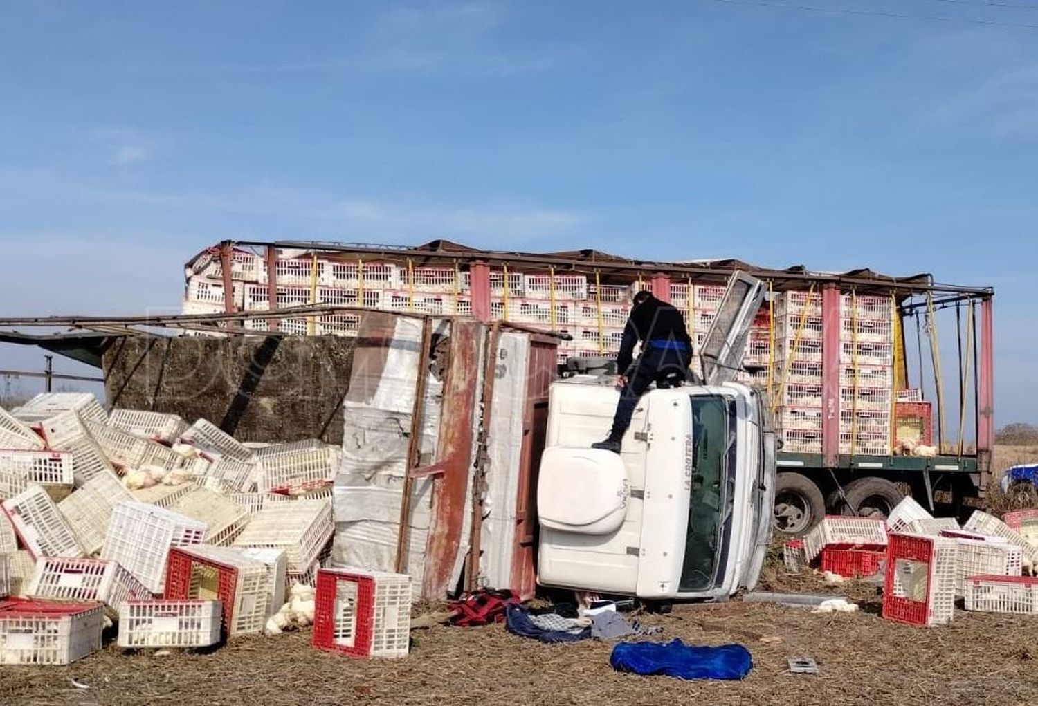 Volcó un camión que transportaba pollos en Salto: Los vecinos saquearon la mercadería