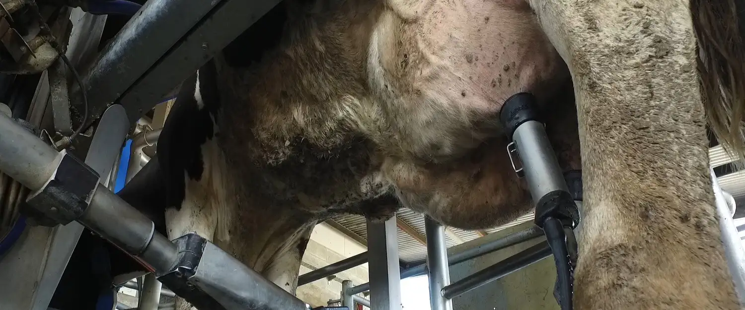 El precio de la leche pagado al productor cayó al nivel más bajo de la última década