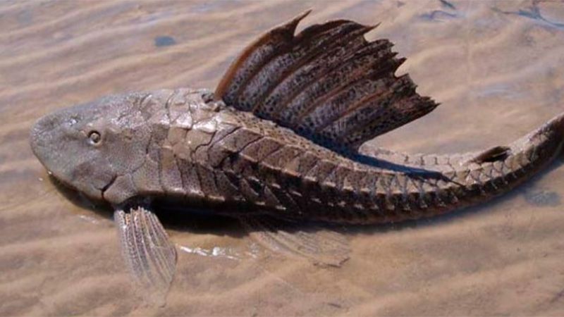 Descubrieron una especie extinta de "vieja de agua" en las barrancas de Paraná