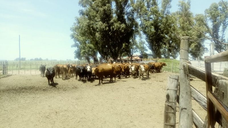 Recuperan más de un centenar de vacunos robados en La Madrid