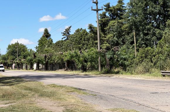 Ruta 191: el Concejo pide a Vialidad que demarque, mientras debate retirar los árboles de la banquina