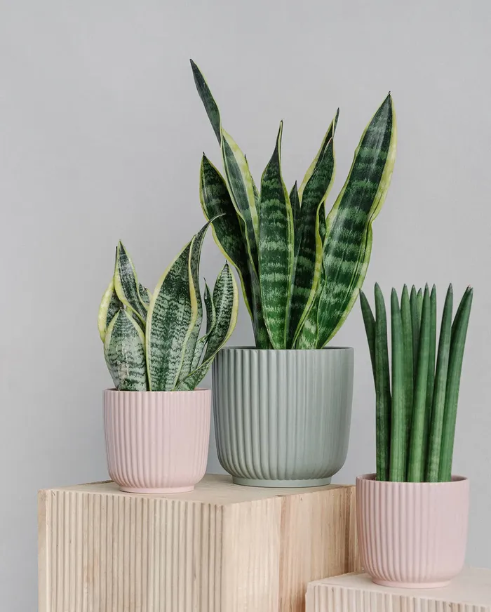 La lengua de suegra, o Sansevieria - 2