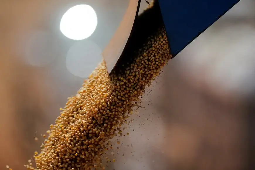 Excesos hídricos complican la recolección, pero los rindes mantienen el optimismo en el agro